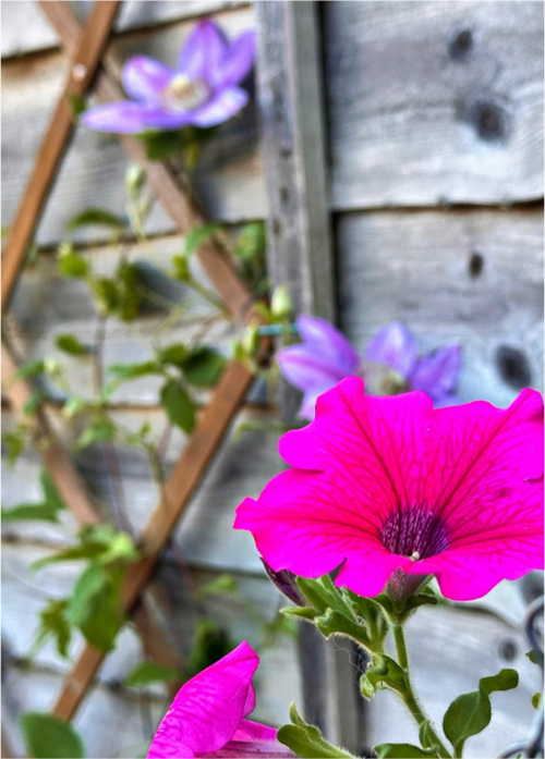 Main image Clematis & Pansies