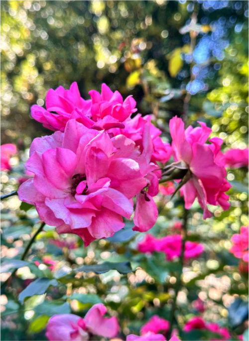 Main image Garden of Roses