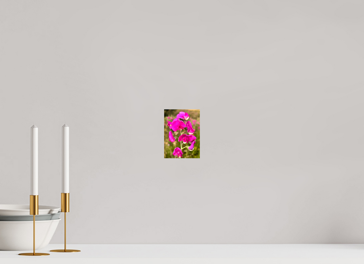 10 x 13.7 cm, Photo Print On Fuji Crystal DP II - Glossy Wild Orchid