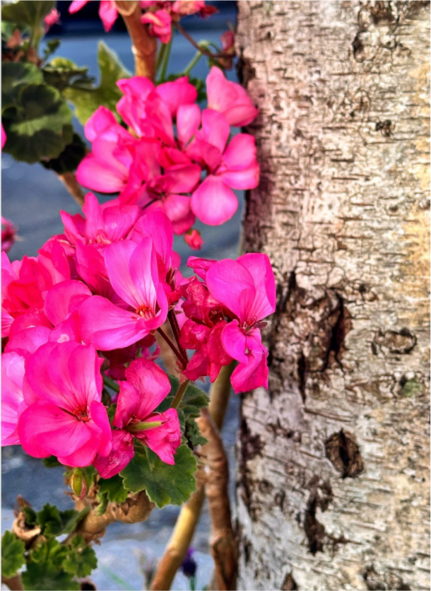 Main image Sweet Geraniums
