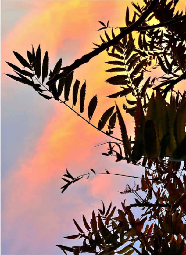 Main image Sunset Manor