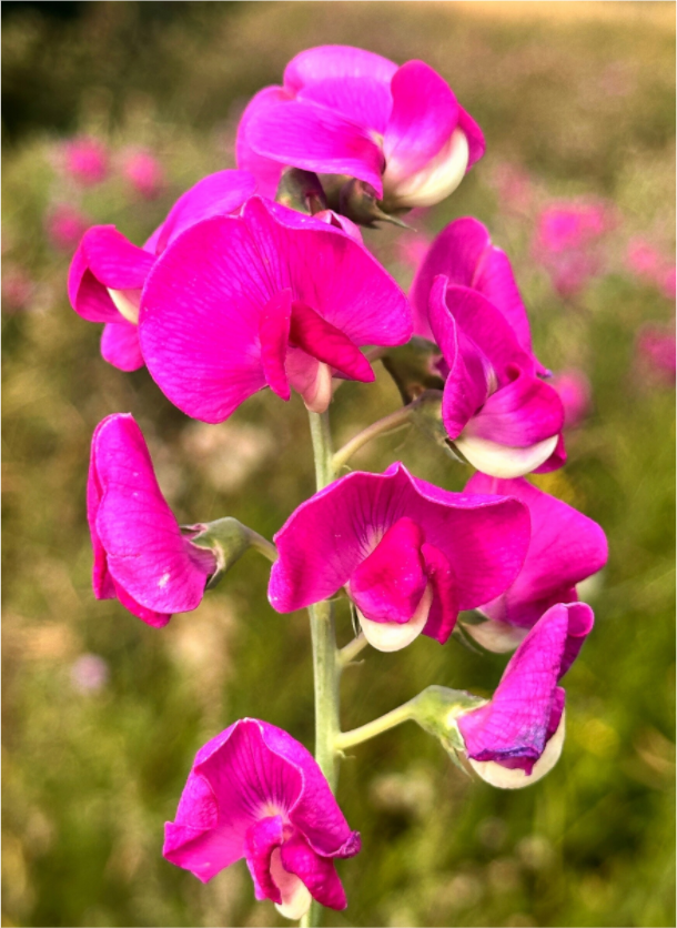 Main image Wild Orchid