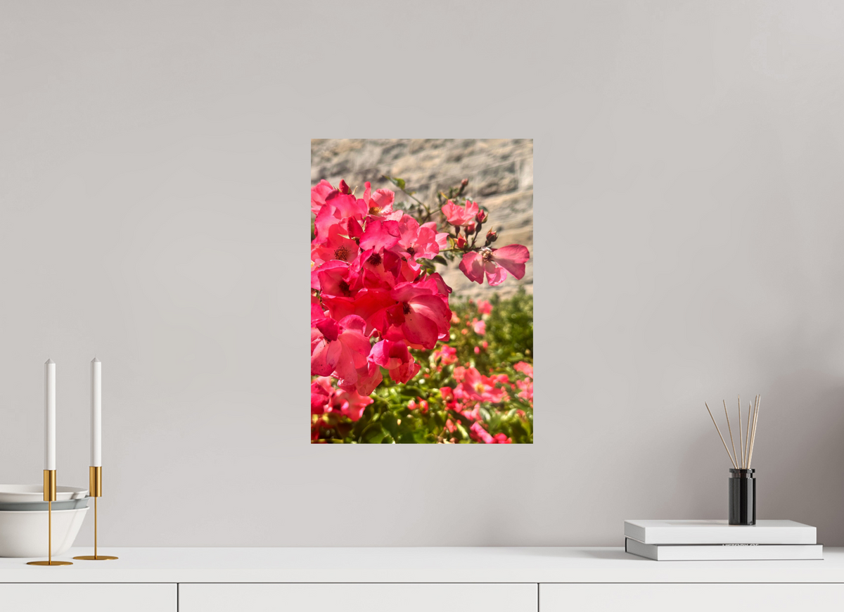 30 x 41.2 cm, Photo Print On Fuji Crystal DP II - Glossy Lady Elsie May Roses
