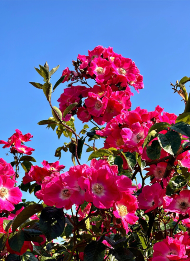 Main image Madeira Roses