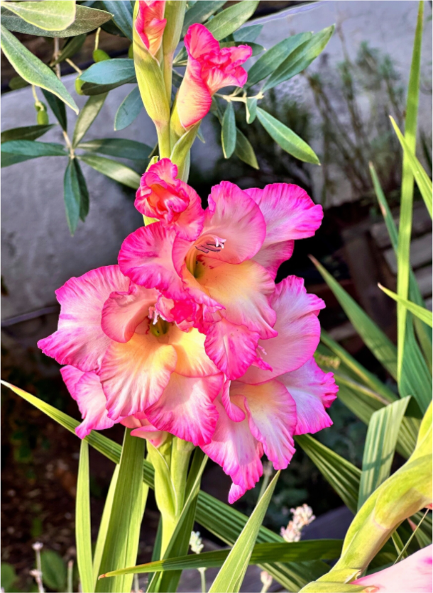 Main image Gladiolus Flowers